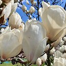 Magnolia ×soulangiana Lennei Alba