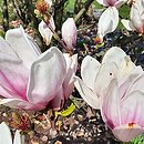 Magnolia ×soulangiana Speciosa