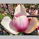 Magnolia ×soulangiana San Jose