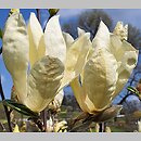 Magnolia Yellow Lantern