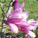 Magnolia Ann