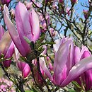 Magnolia Judy