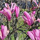 Magnolia Randy