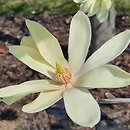 Magnolia Daphne