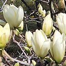 Magnolia denudata Yellow River
