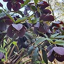 Helleborus orientalis Black