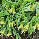 Uvularia grandiflora (jagodowiec wielkokwiatowy)