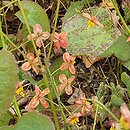 Epimedium ×warleyense Ellen Willmott
