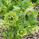 Helleborus ×hybridus Double Ellen White