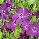 Vinca minor Verino