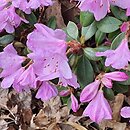 Rhododendron hort. Charme La