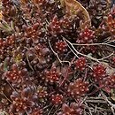 Sedum hort. Chocolate Ball