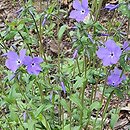 Phlox divaricata Blue Moon