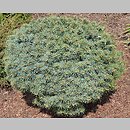 Picea pungens Brynek