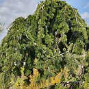 Pseudotsuga menziesii Graceful Grace