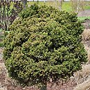 Picea abies Van Bemmel