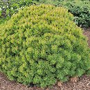 Pinus mugo Ophir