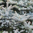 Picea pungens Blue Diamond