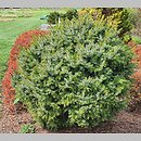 Picea sitchensis WB