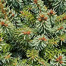 Picea sitchensis (świerk sitkajski)