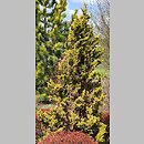 Chamaecyparis obtusa Kojolkohiba