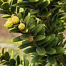 Taxus baccata Amersfoort