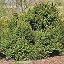 Picea abies Barryi