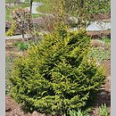 Picea orientalis Murphy