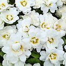 Primula vulgaris Alba Plena
