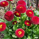 Bellis perennis Bellissima Red