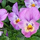 Viola ×williamsii Endurio Pink Shades