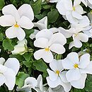 Viola ×williamsii Twix Snow