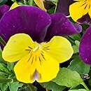 Viola ×williamsii Evo Mini Yellow Purple Jump Up