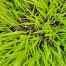 Hakonechloa macra All Gold