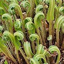 Asplenium scolopendrium Ramosa