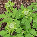 Anemone nemorosa Monstrosa