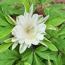 Anemone nemorosa Viridiflora