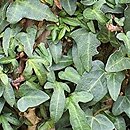 Hedera helix Spetchley