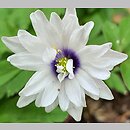 Anemone nemorosa Blue Eyes
