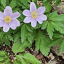 Anemone nemorosa Allenii