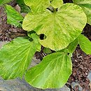 Bergenia cordifolia Tuby Andrews