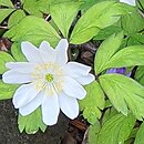 Anemone nemorosa Jan