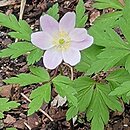 Anemone nemorosa Gigantea Purpurea