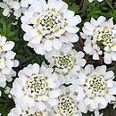 Iberis sempervirens Appen-Etz