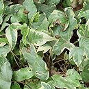 Hedera helix Bettina