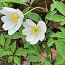 Anemone nemorosa Lady Doneraile