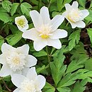 Anemone nemorosa Alba Plena