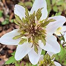 Anemone nemorosa Green Fingers