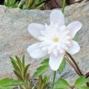 Anemone nemorosa Lehna