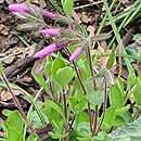 Phlox stolonifera Home Fires